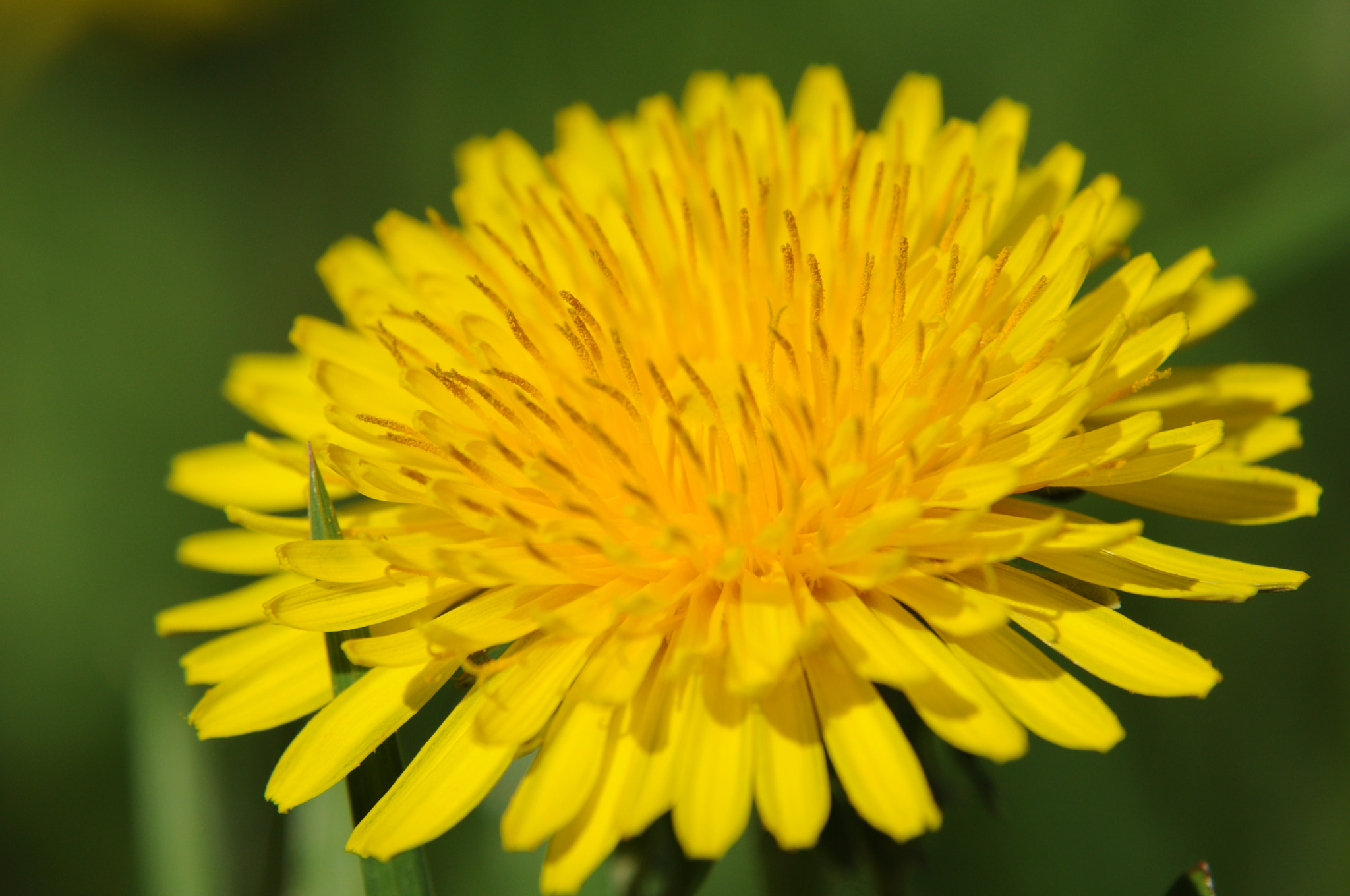 Nikon D5000 sample photo. Yellow sun photography