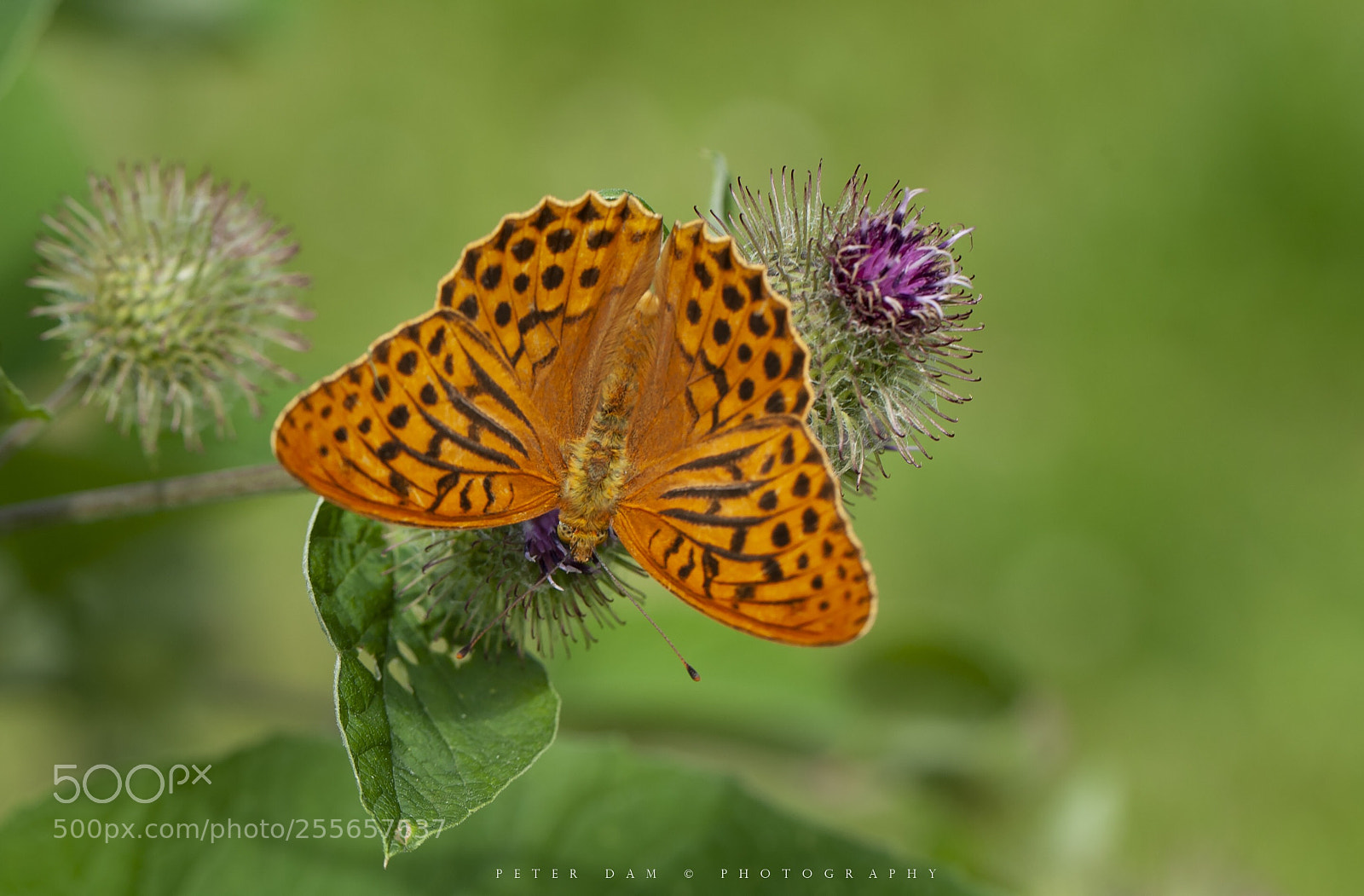 Canon EOS-1D Mark III sample photo. The silver-washed fritillary  photography