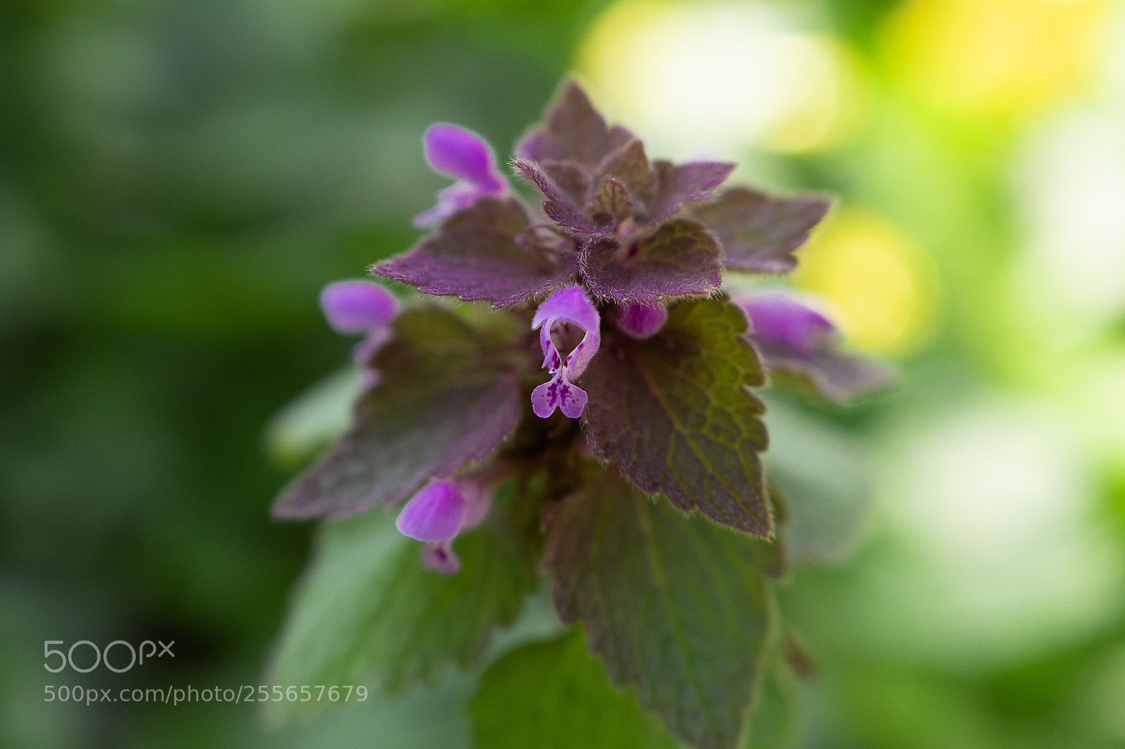 Leica Q (Typ 116) sample photo. Purple fuzz photography