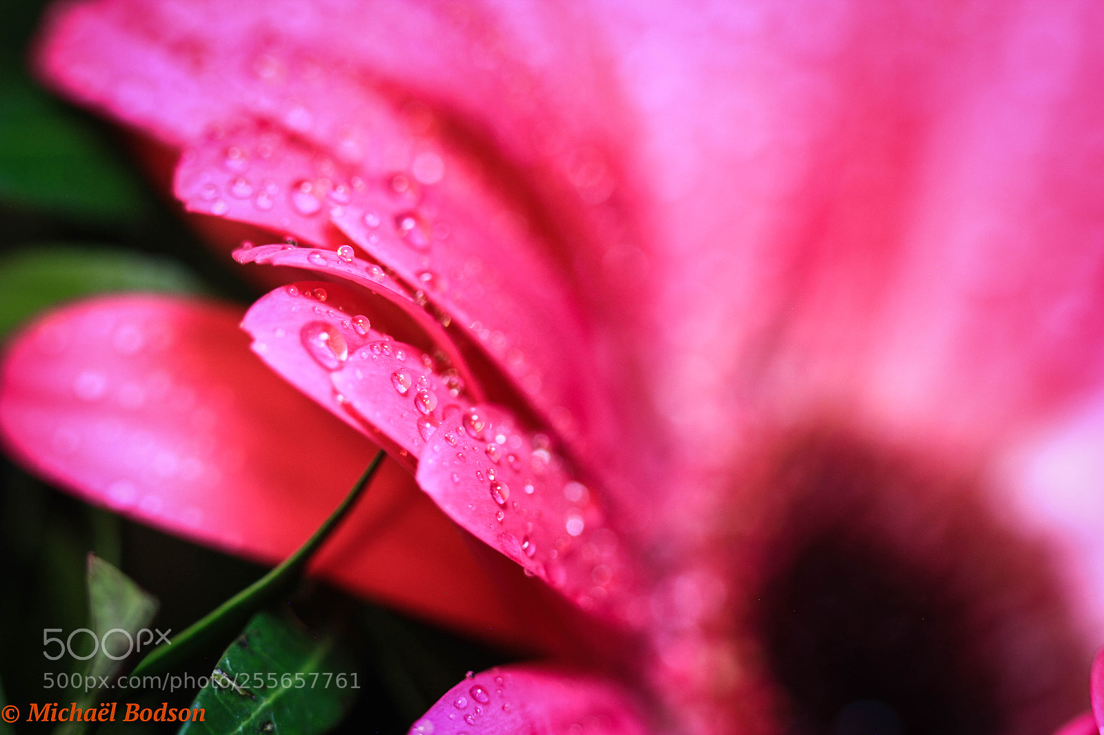 Canon EOS 7D sample photo. Flower photography