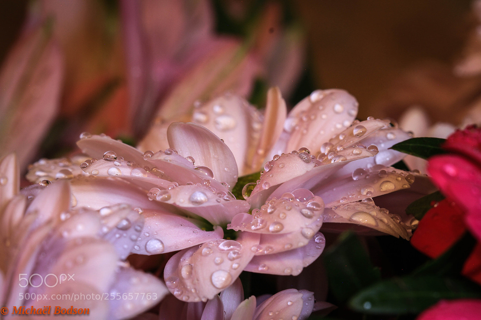 Canon EOS 7D sample photo. Flower photography