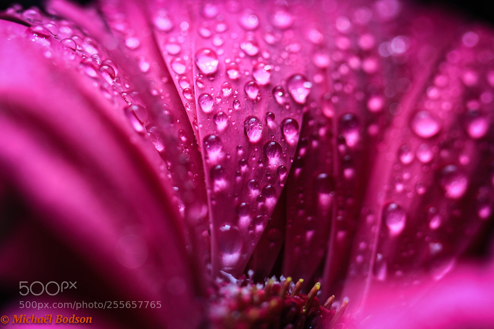 Canon EOS 7D sample photo. Flower photography