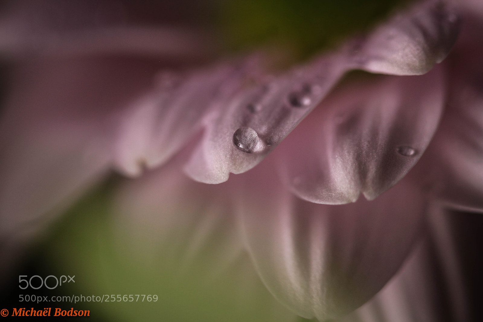 Canon EOS 7D sample photo. Flower photography