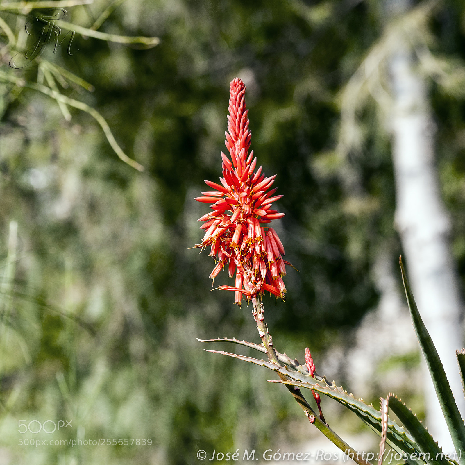 Nikon D700 sample photo. Flower photography
