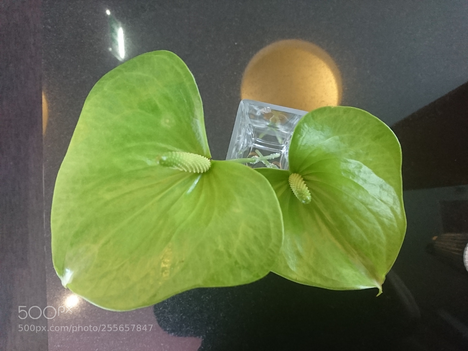 Sony Xperia XZ sample photo. Untitled photography