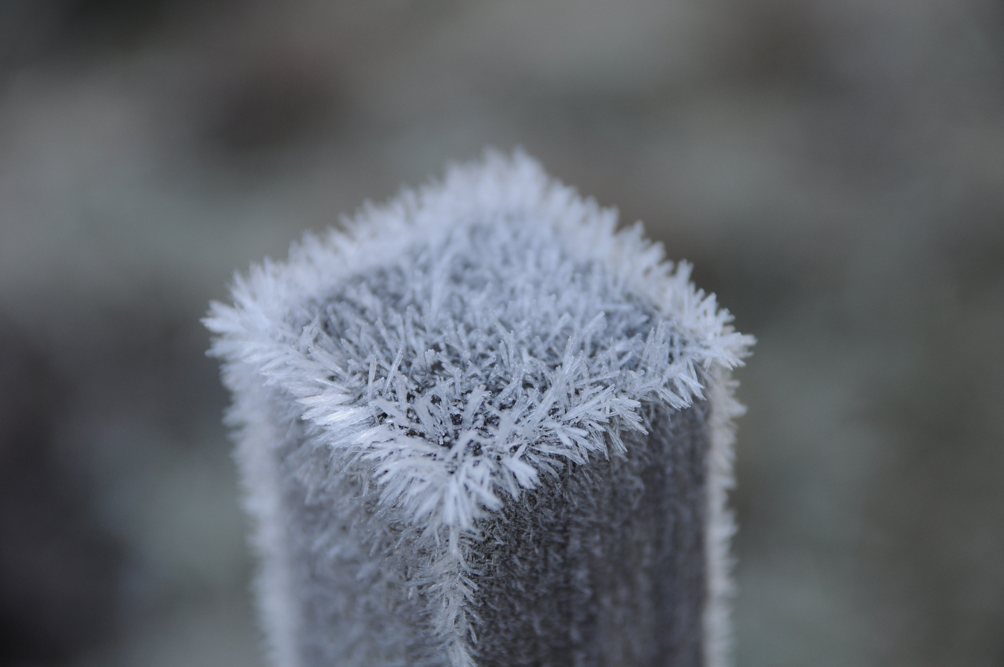 Nikon D5000 + Sigma 17-70mm F2.8-4 DC Macro OS HSM sample photo. Ice urchin photography