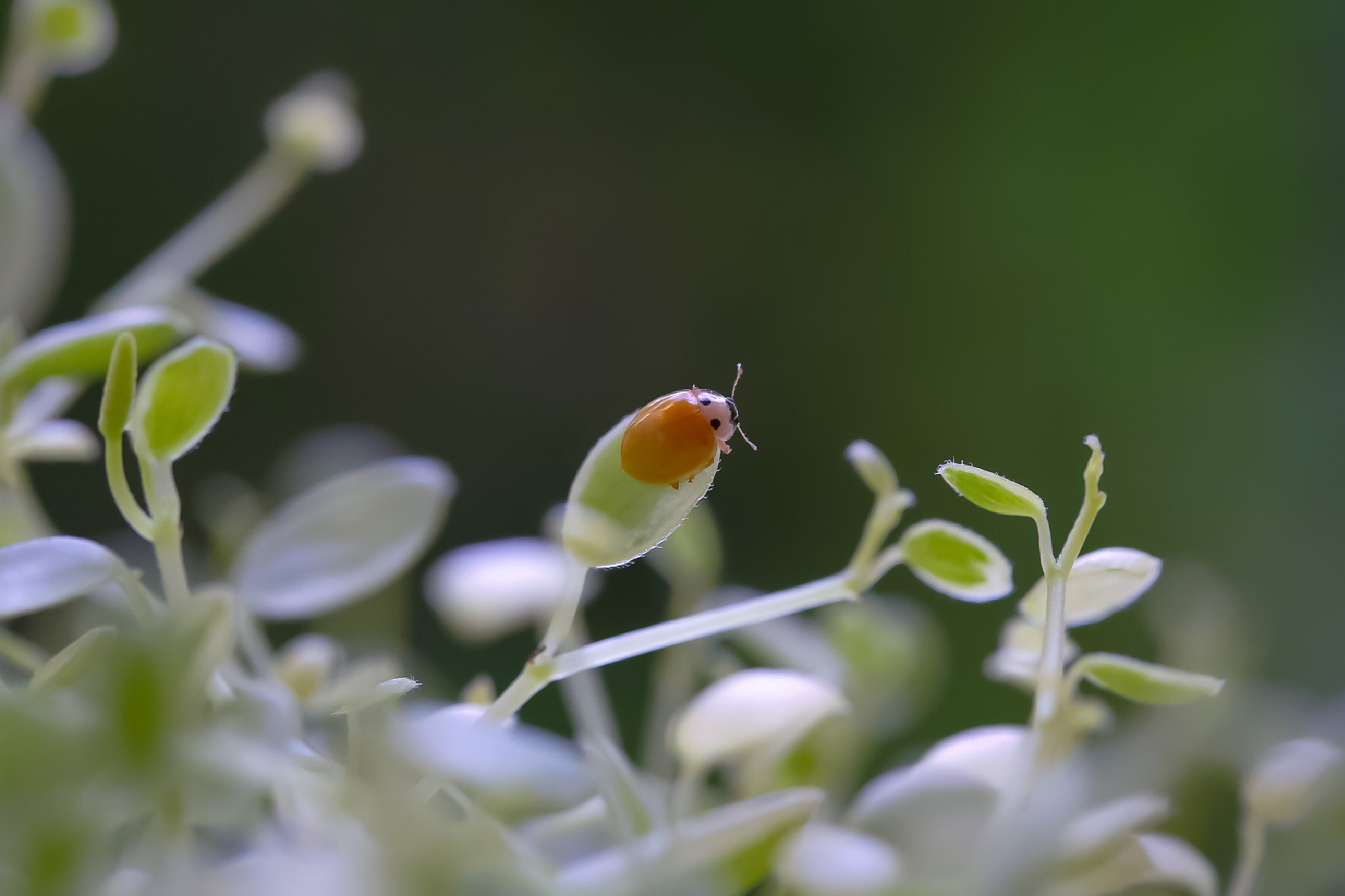 Canon EOS 760D (EOS Rebel T6s / EOS 8000D) sample photo. Lucky to find a yellow ladybug💛 photography