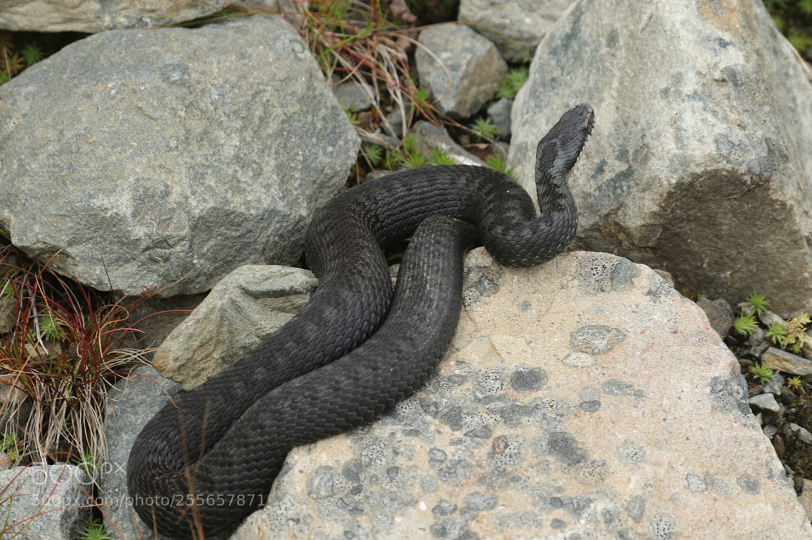 Canon EOS 7D Mark II sample photo. Nordic viper photography