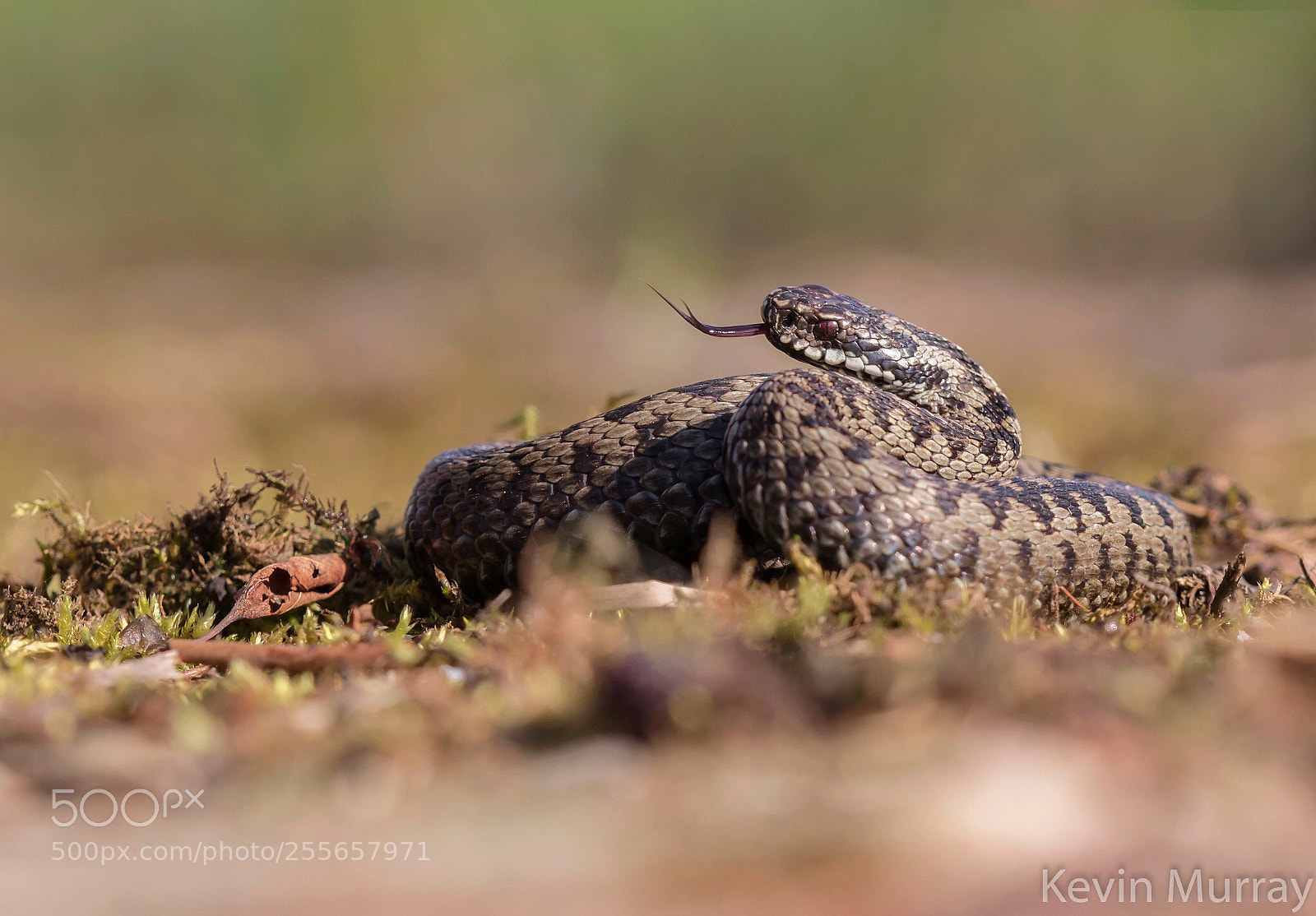 Canon EOS 7D Mark II sample photo. Adder photography