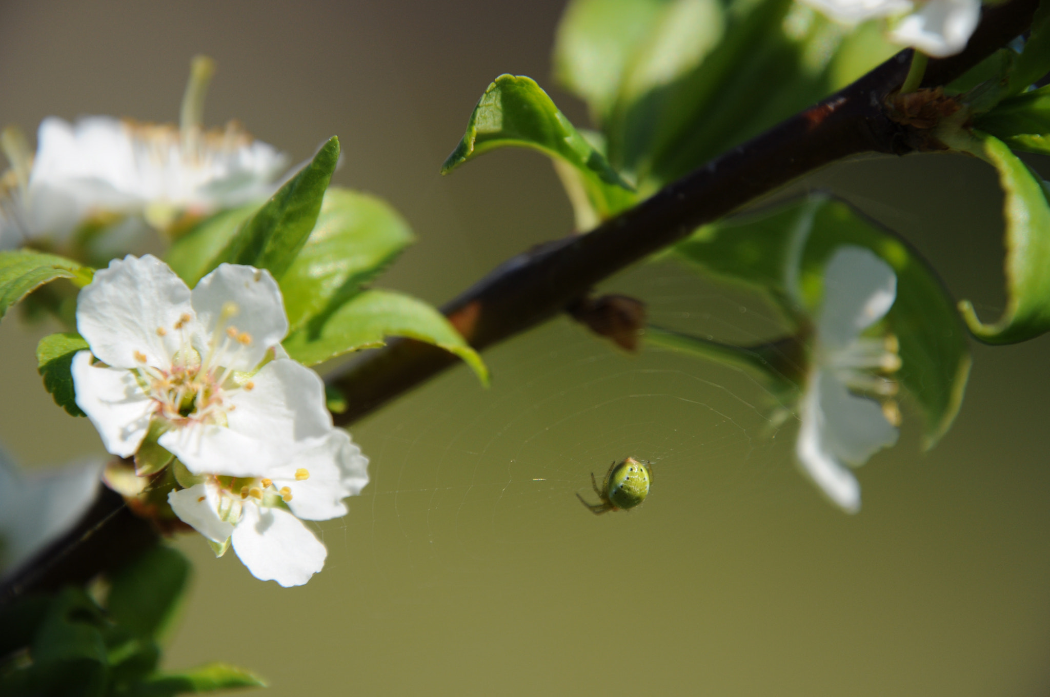 Nikon D5000 sample photo. Green troopers photography