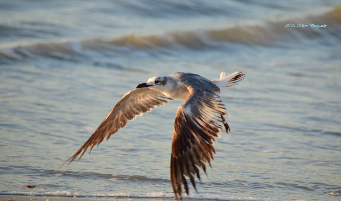 Nikon D3300 sample photo. Golden wings photography