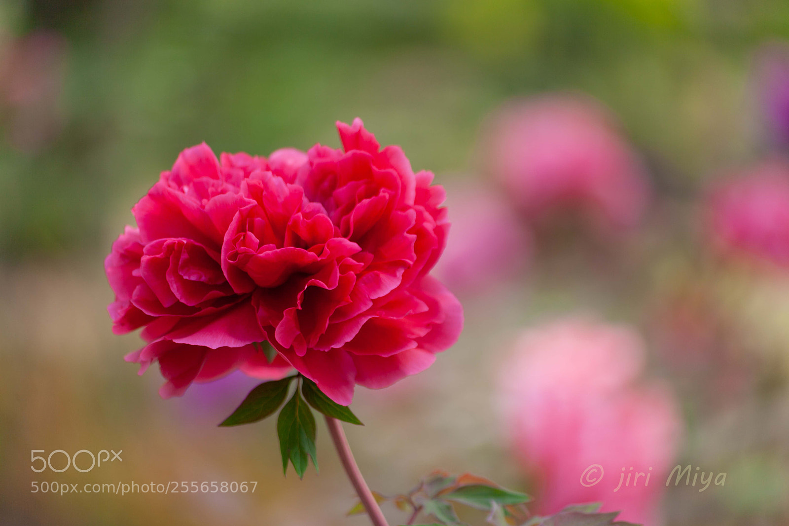 Canon EOS 5D Mark II sample photo. Color photography
