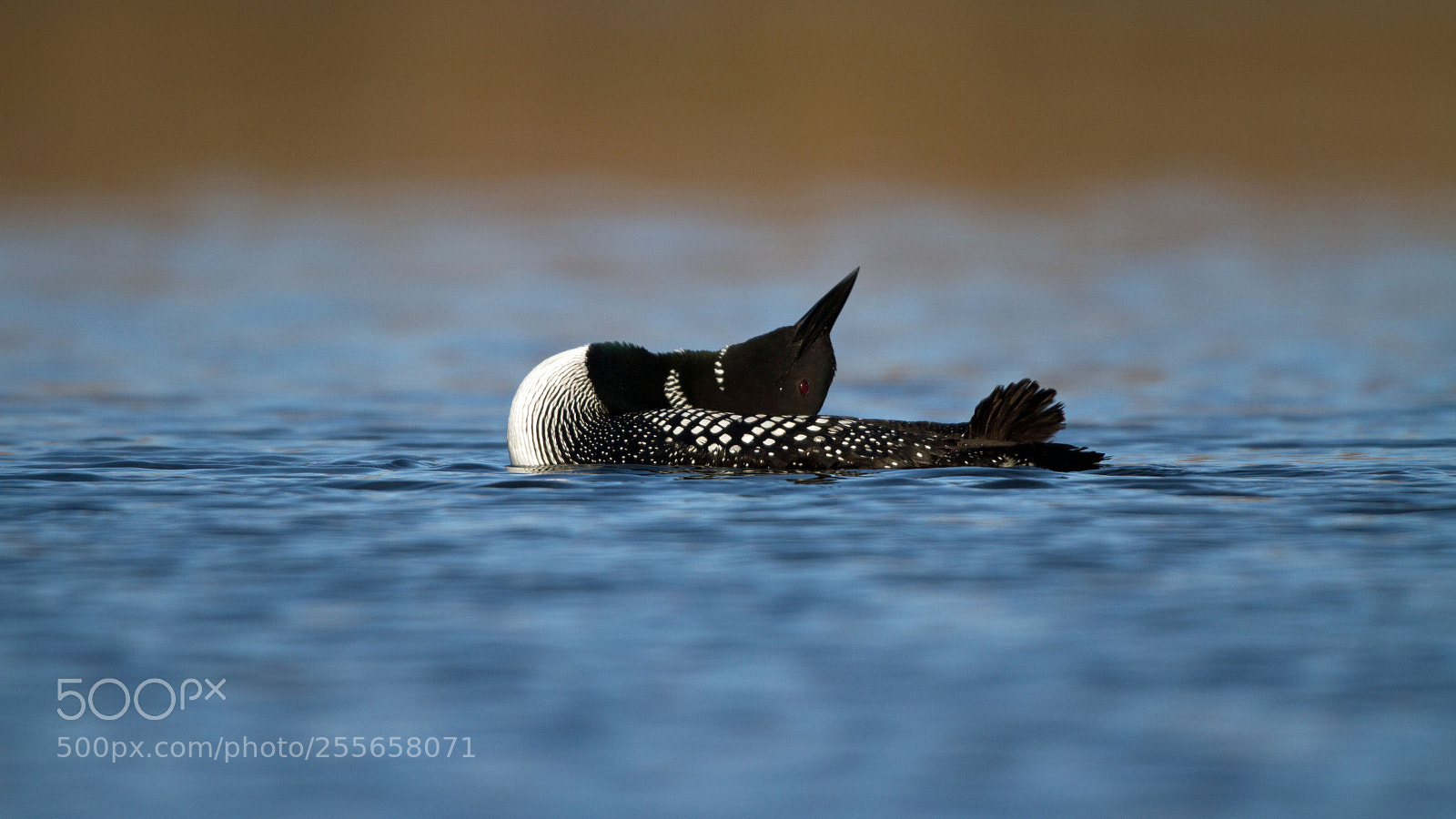 Canon EOS 7D sample photo. Loon photography