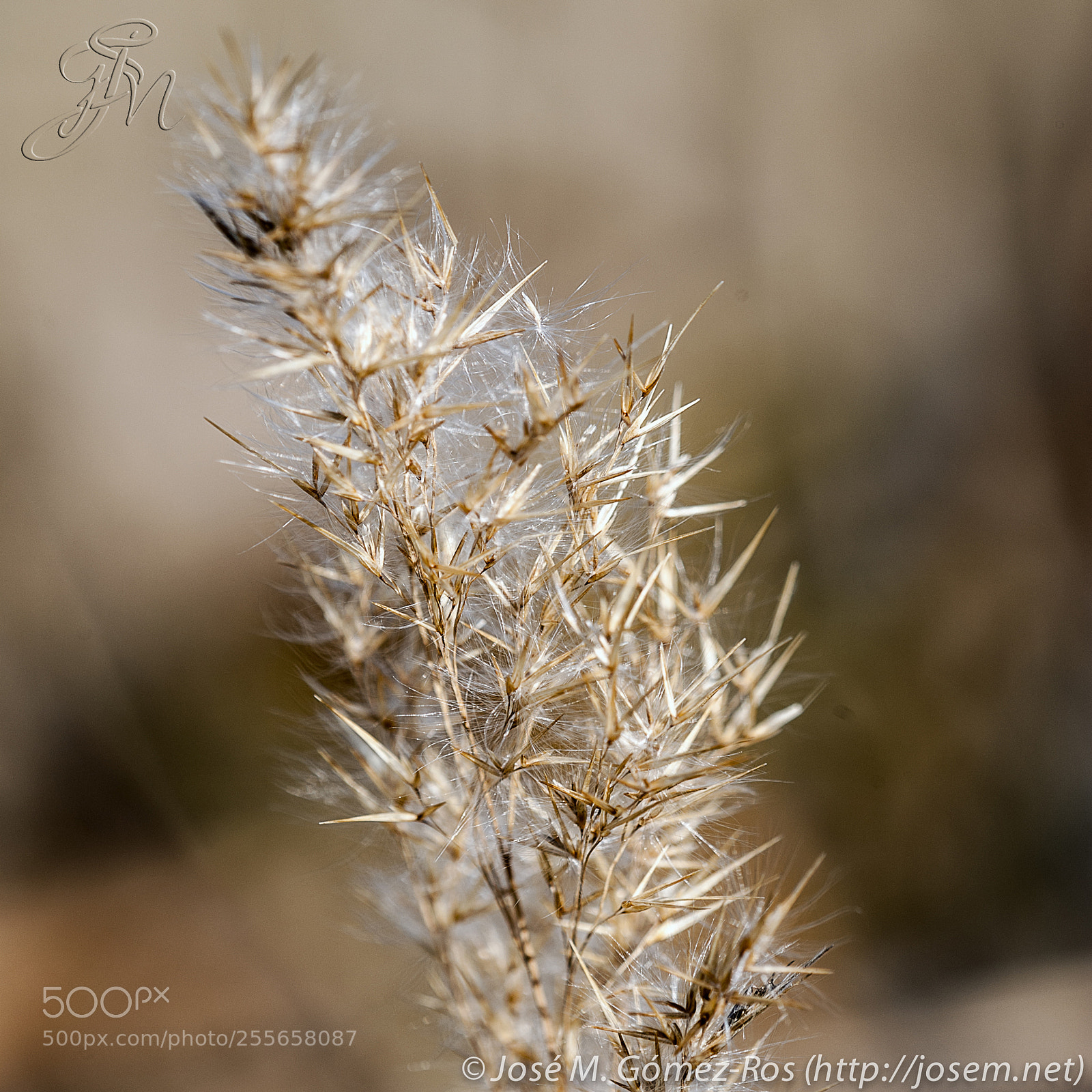 Nikon D700 sample photo. Flower photography