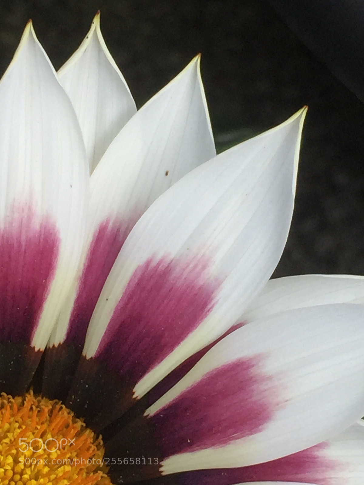 Apple iPhone 6 Plus sample photo. Gazania quarter photography