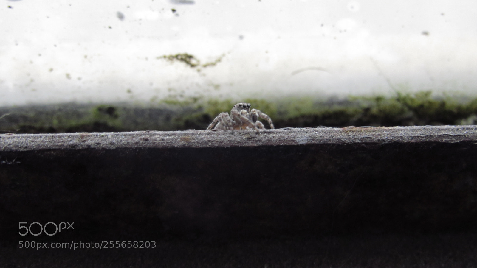 Canon PowerShot SX530 HS sample photo. Araña photography