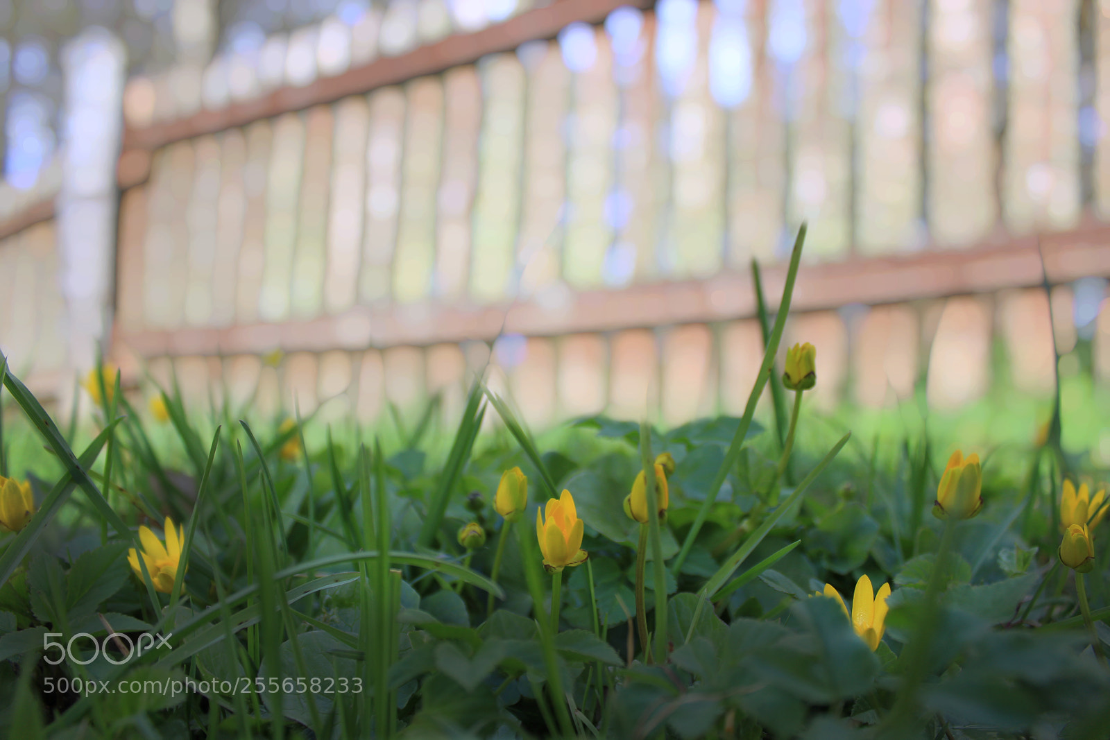 Canon EOS 600D (Rebel EOS T3i / EOS Kiss X5) sample photo. Spring photography