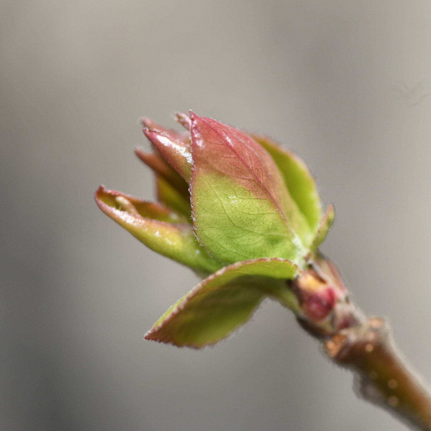 Nikon AF-S Micro-Nikkor 105mm F2.8G IF-ED VR sample photo. New leaves photography