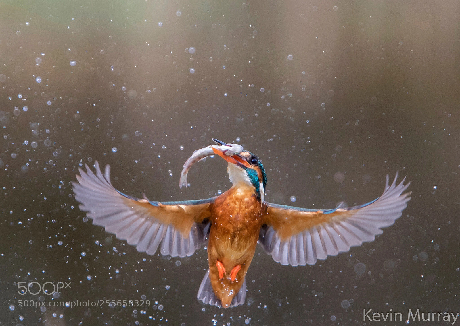 Canon EOS 7D Mark II sample photo. Kingfisher  photography
