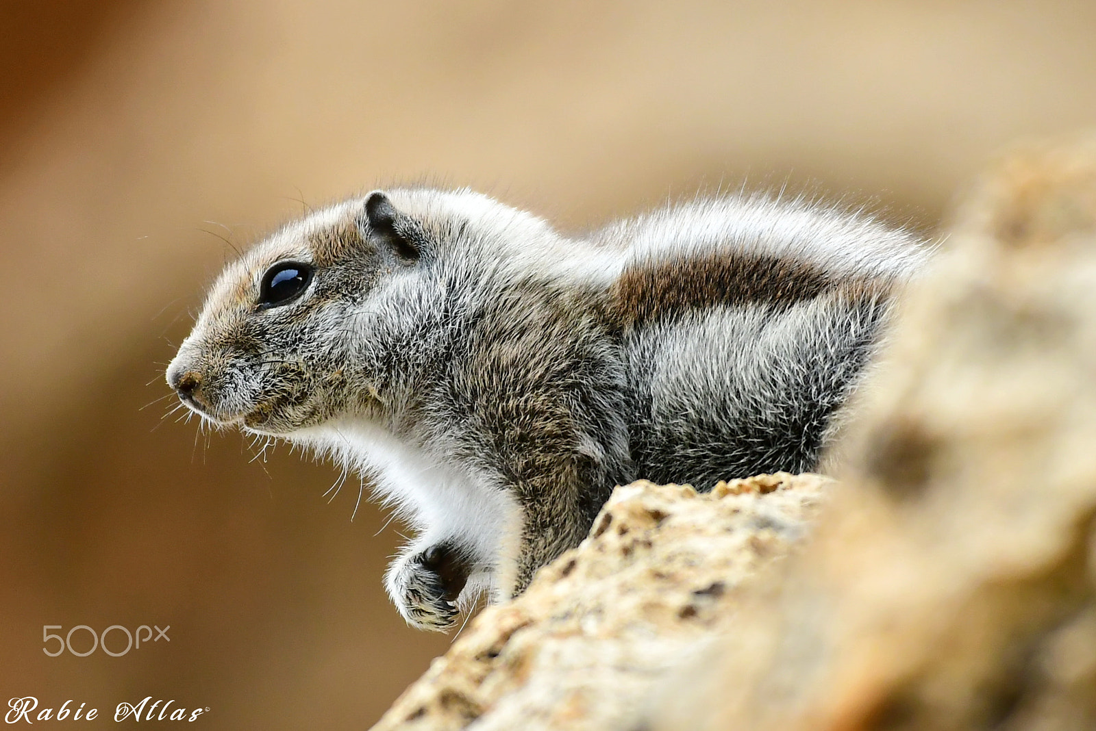 Nikon AF-S Nikkor 200-500mm F5.6E ED VR sample photo. Atlantoxerus getulus photography