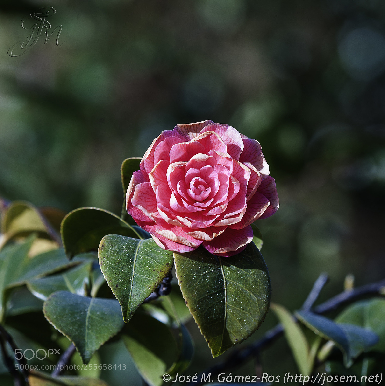 Nikon D700 sample photo. Flower photography