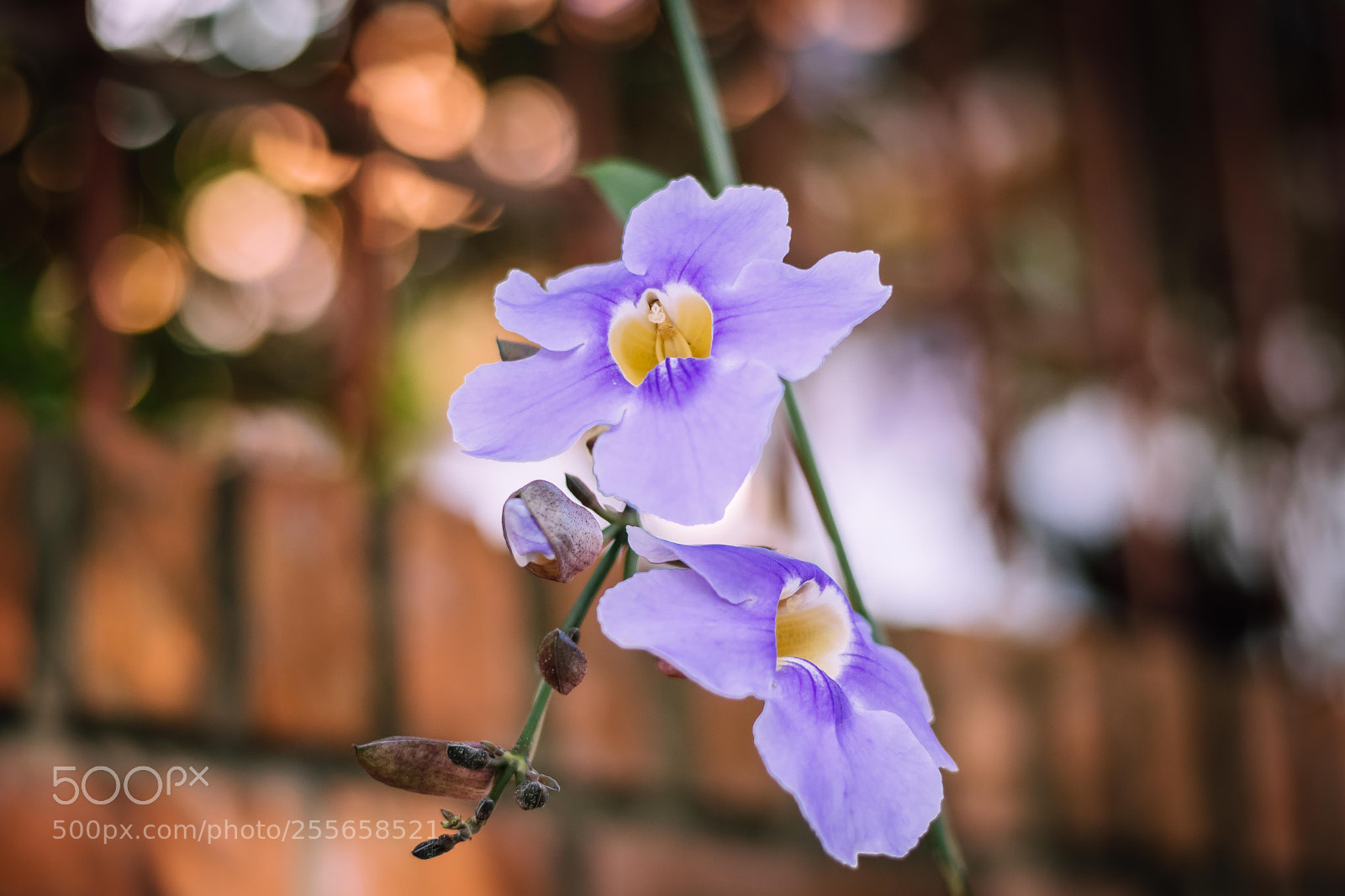 Nikon D7500 sample photo. The delicacy of its photography
