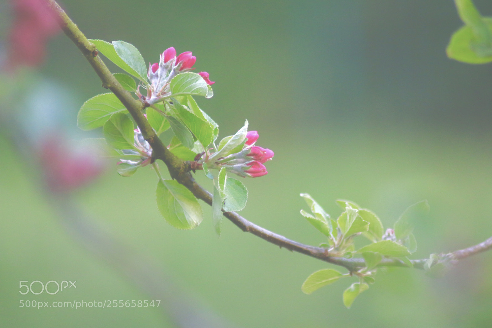 Canon EOS 70D sample photo. Spring photography