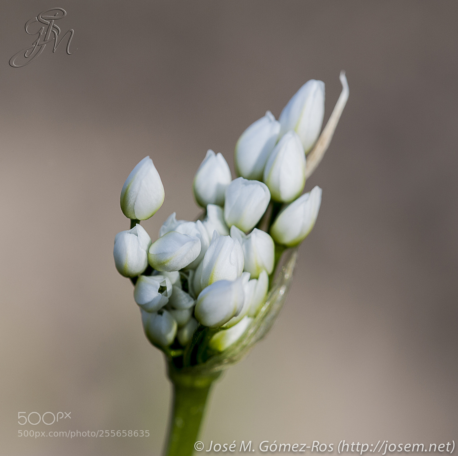 Nikon D700 sample photo. Flower photography