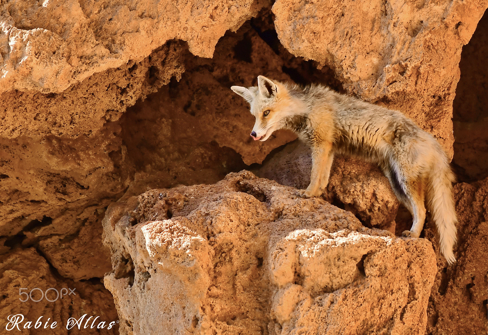Nikon AF-S Nikkor 200-500mm F5.6E ED VR sample photo. Renard roux photography