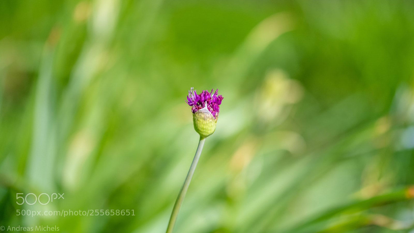 Nikon D850 sample photo. Im garten geht die photography