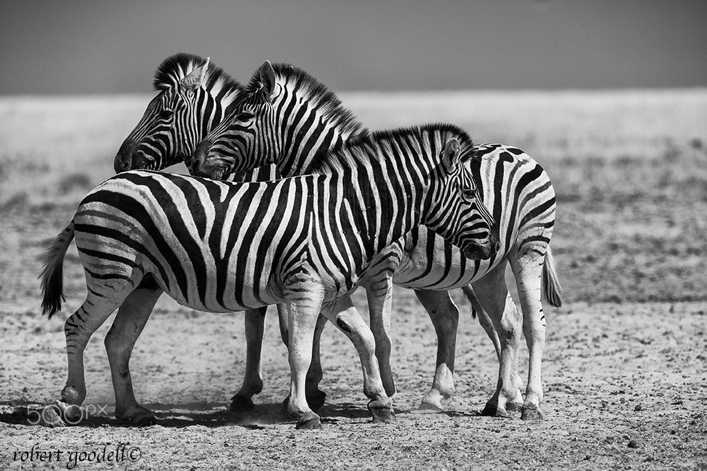 Nikon D3S sample photo. Three zebras photography