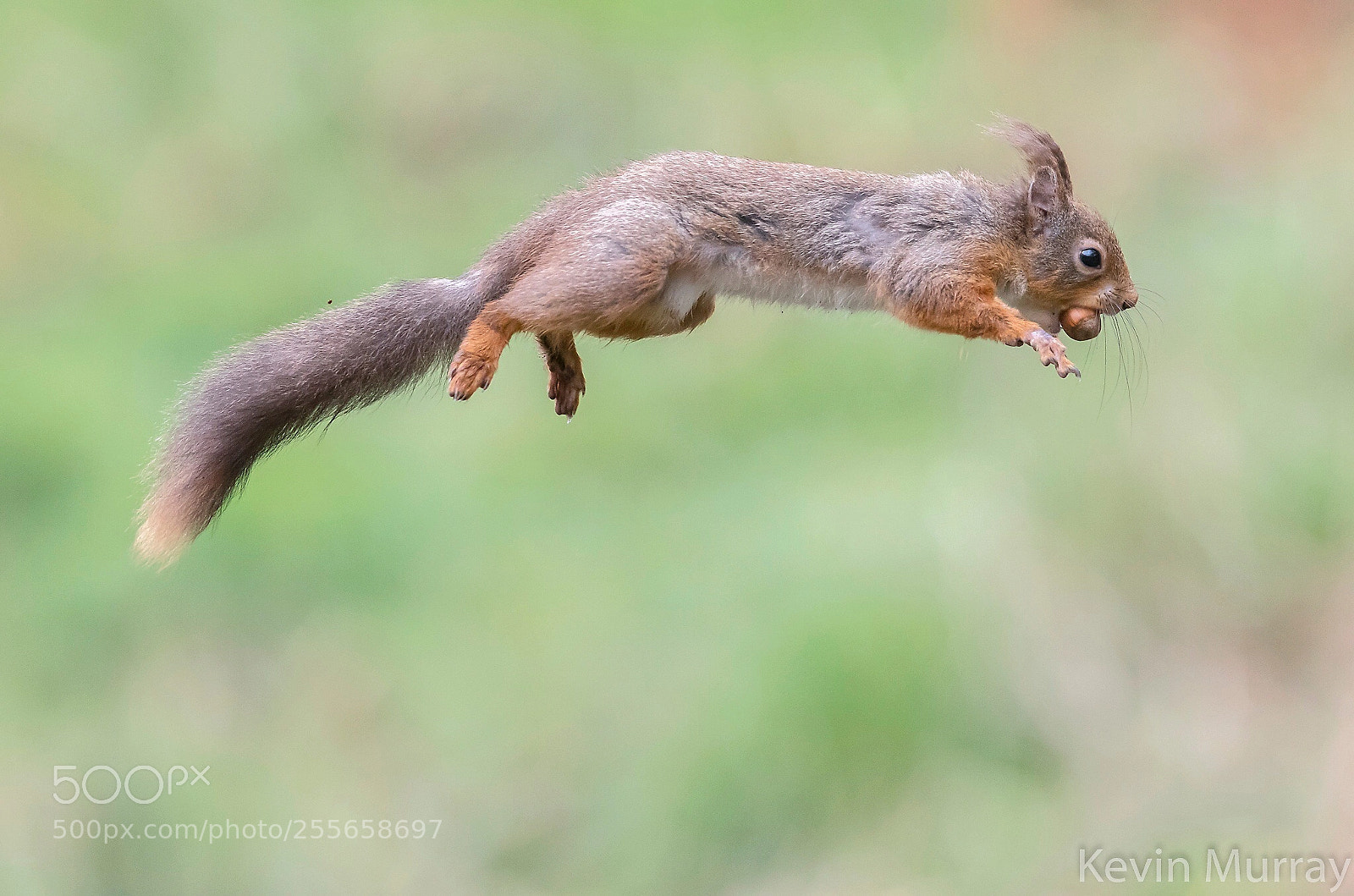 Canon EOS 7D Mark II sample photo. Jumping red squirrel  photography