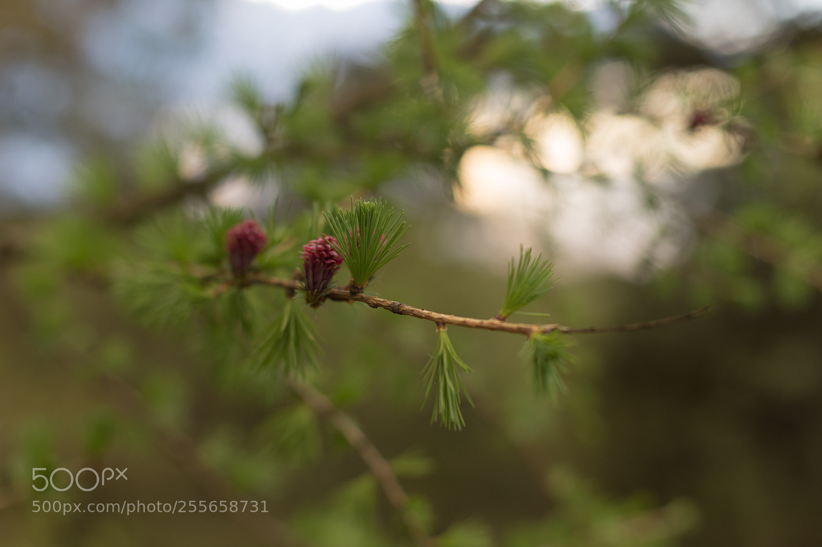 Canon EOS 6D Mark II sample photo. Tamarack  photography