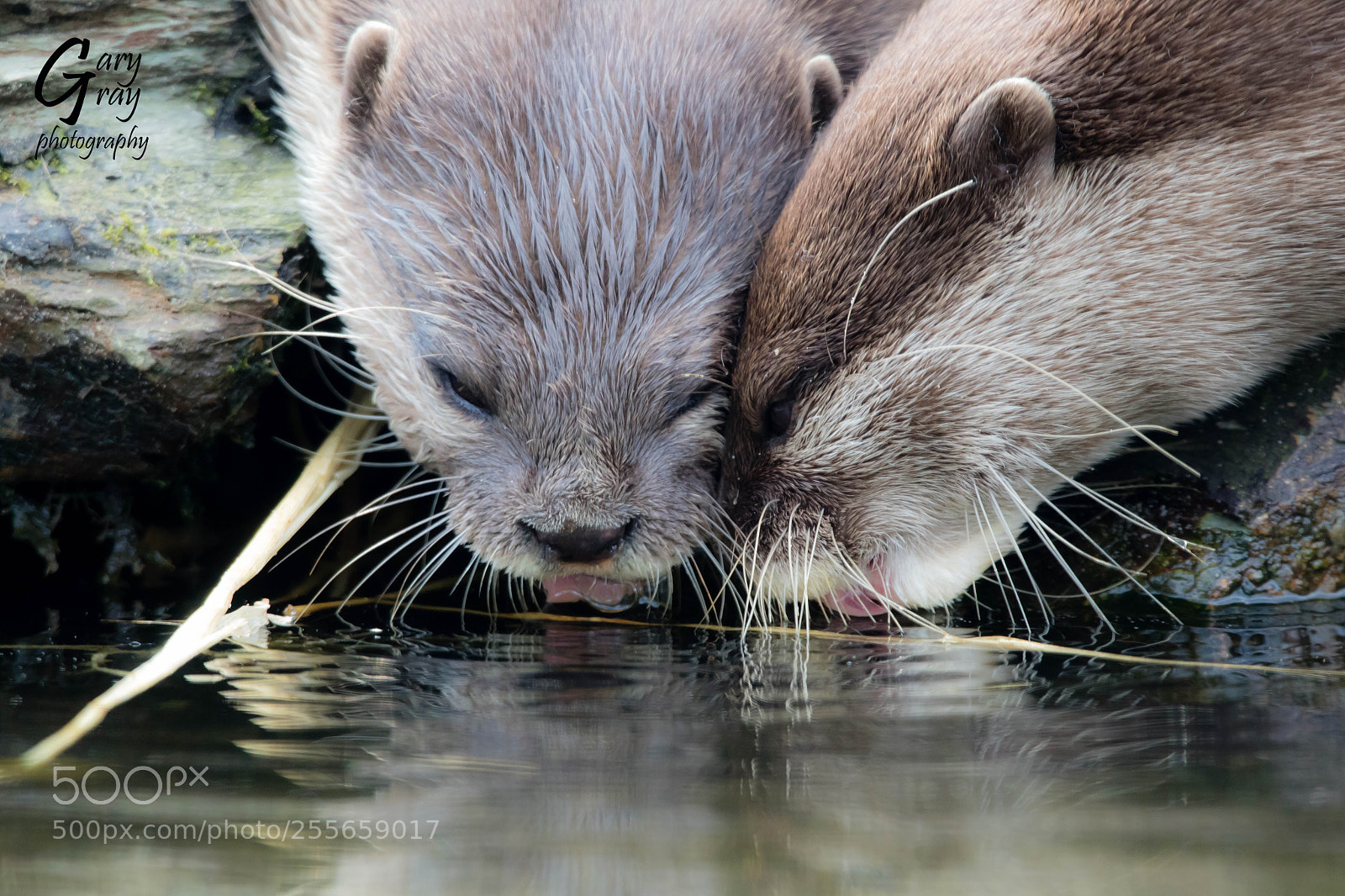 Canon EOS 7D Mark II sample photo. Otters photography