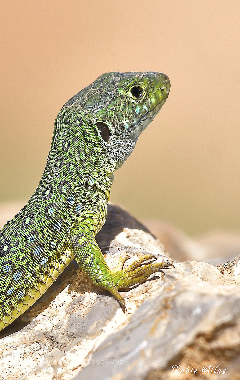 Nikon D500 sample photo. North african ocellated lizard photography