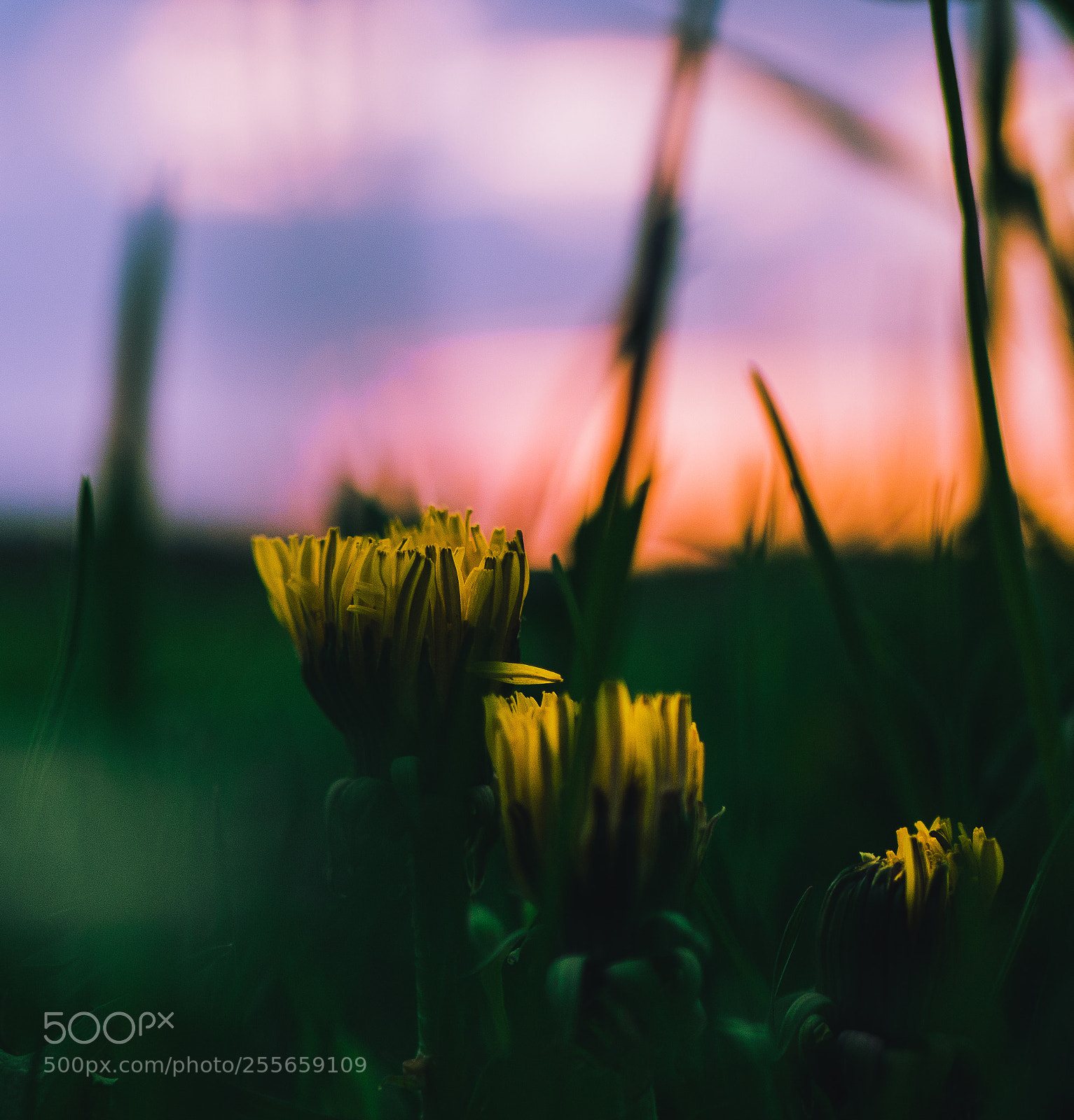 Panasonic Lumix DMC-G7 sample photo. Dandelions photography