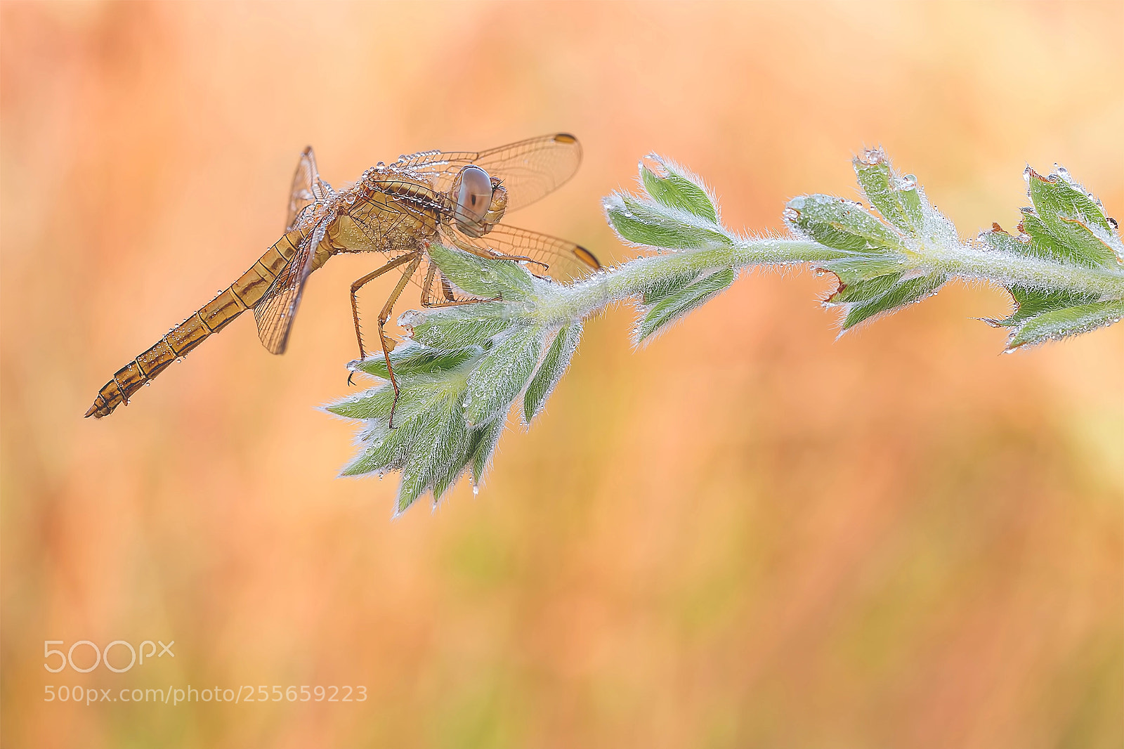 Canon EOS 70D sample photo. Dragonfly photography