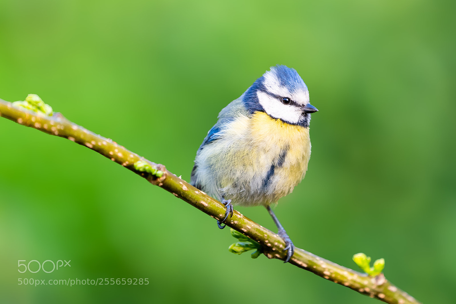 Sony a7 III sample photo. Blue tit photography