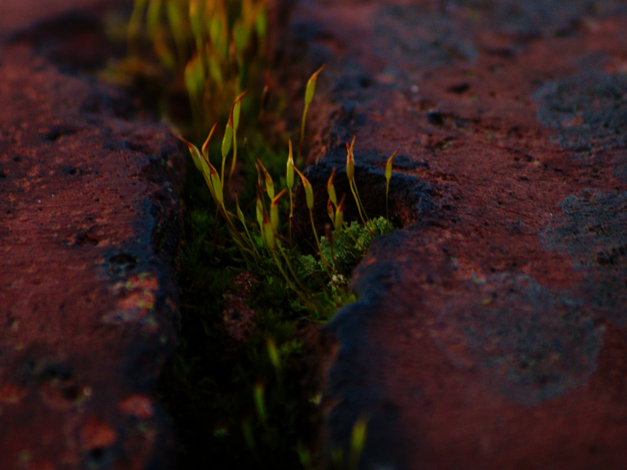 Canon EF-S 55-250mm F4-5.6 IS II sample photo. The wall... photography