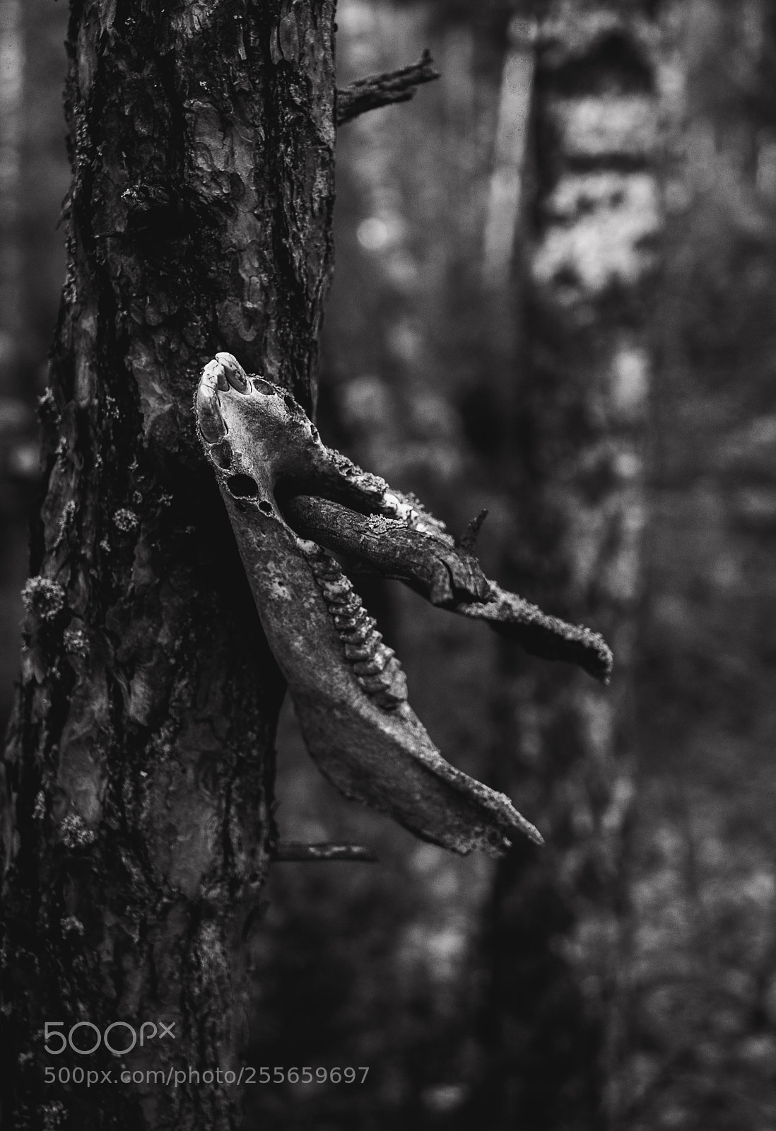 Panasonic Lumix DMC-G7 sample photo. Skull photography