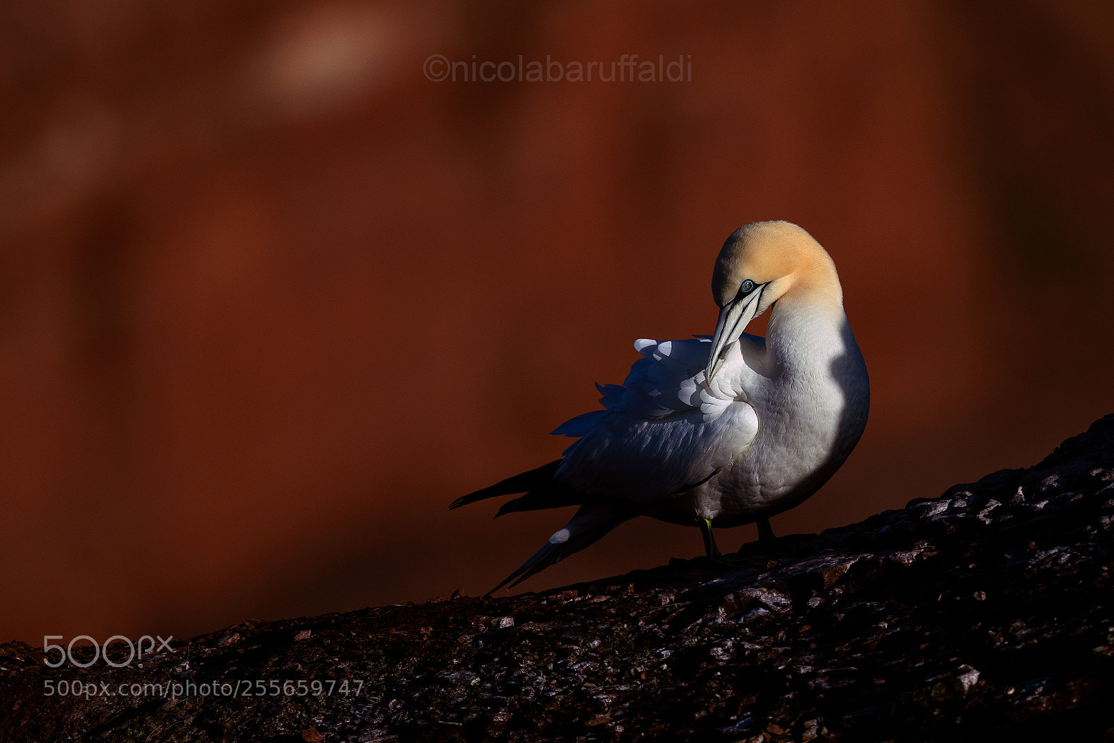 Canon EOS-1D X Mark II sample photo. Norther gannet and good photography