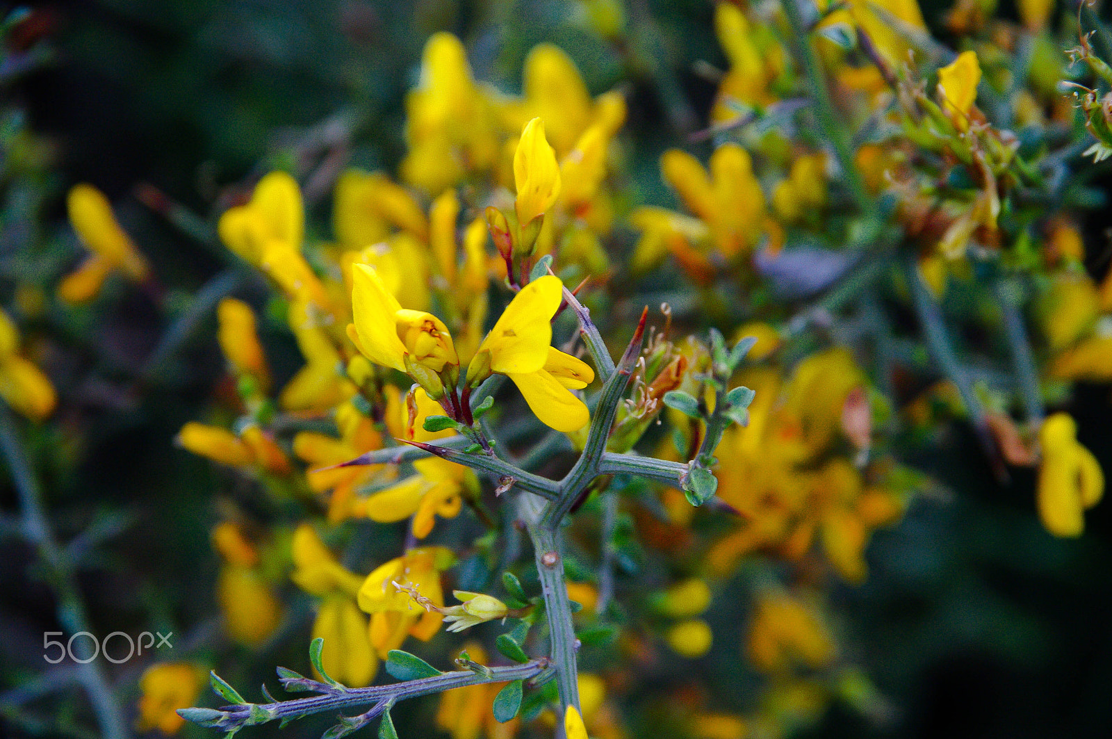 Pentax K-7 sample photo. Genet d'espagne_01 photography