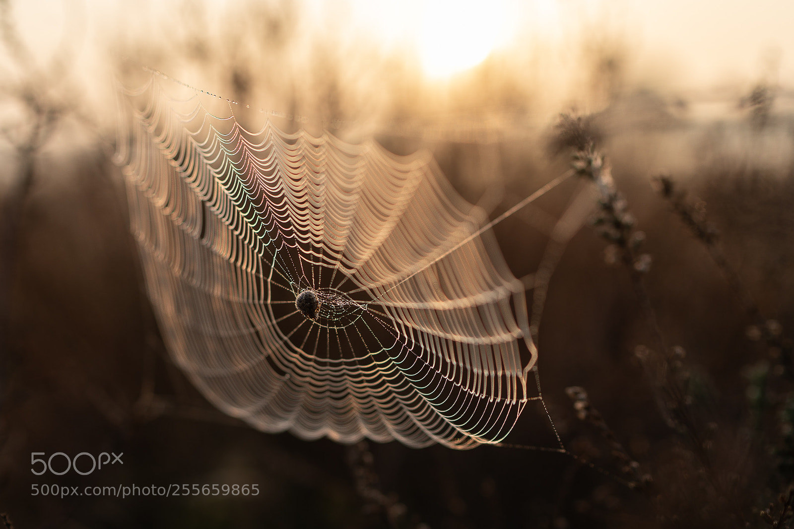 Sony a7 III sample photo. Webdesigner photography