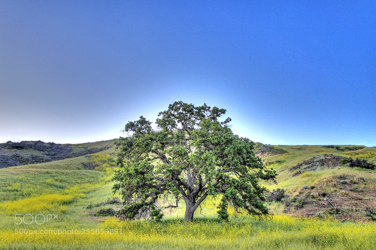 Canon EOS 5D Mark II sample photo. Glowing tree photography
