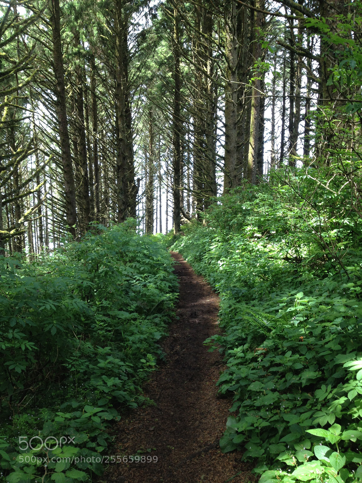 Apple iPhone 4S sample photo. Trail to haceda head photography