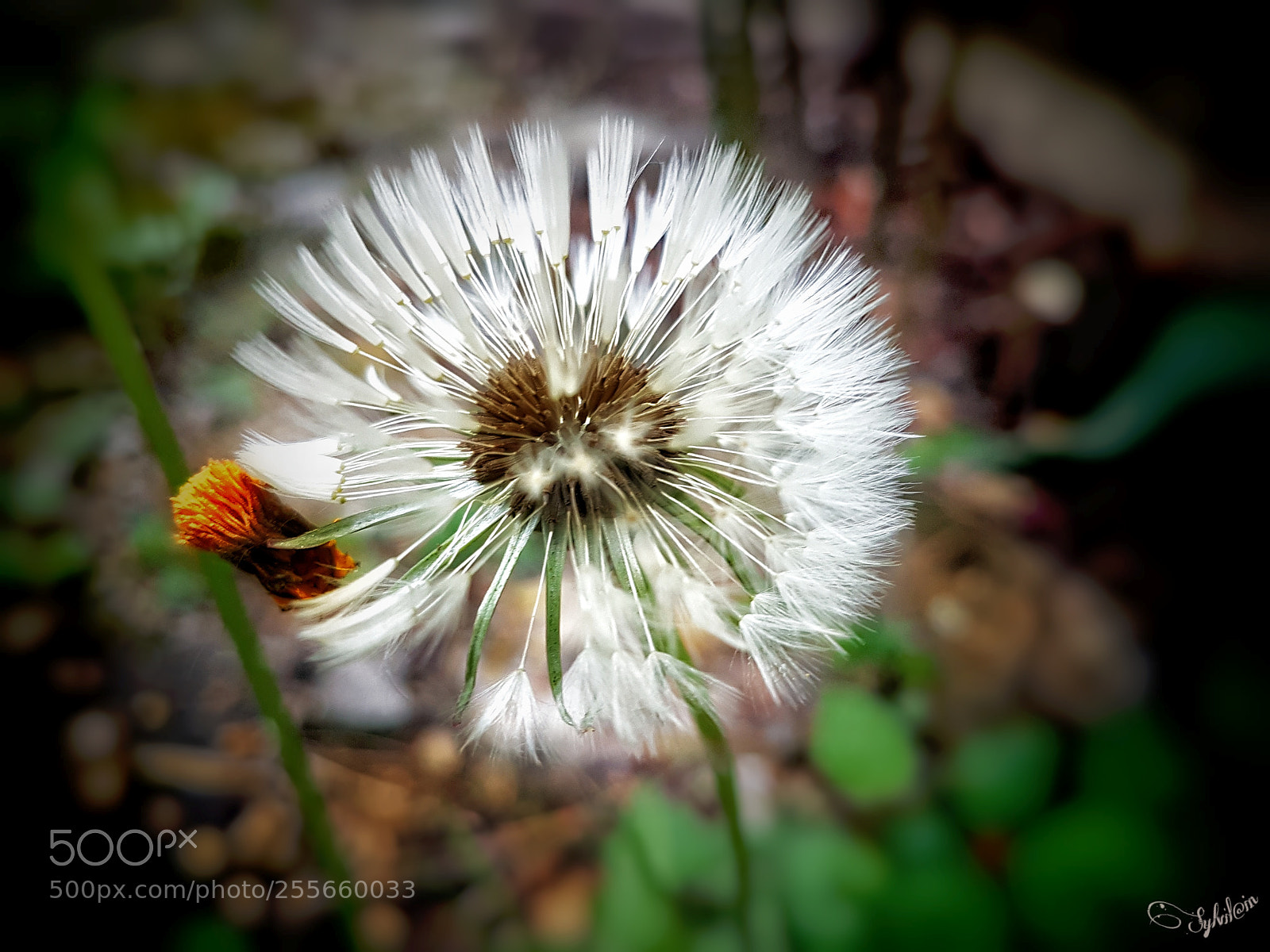 Samsung Galaxy S7 Edge sample photo. Fleur de pissenlit photography