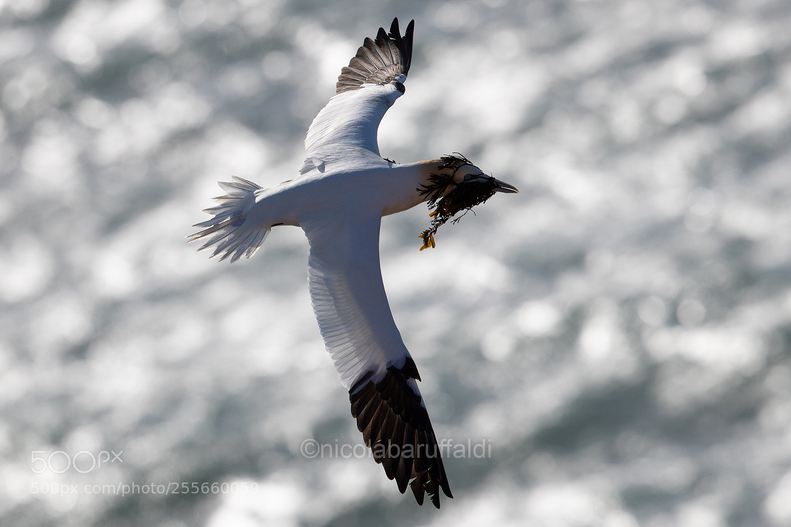 Canon EOS-1D X Mark II sample photo. Flying on backlight photography