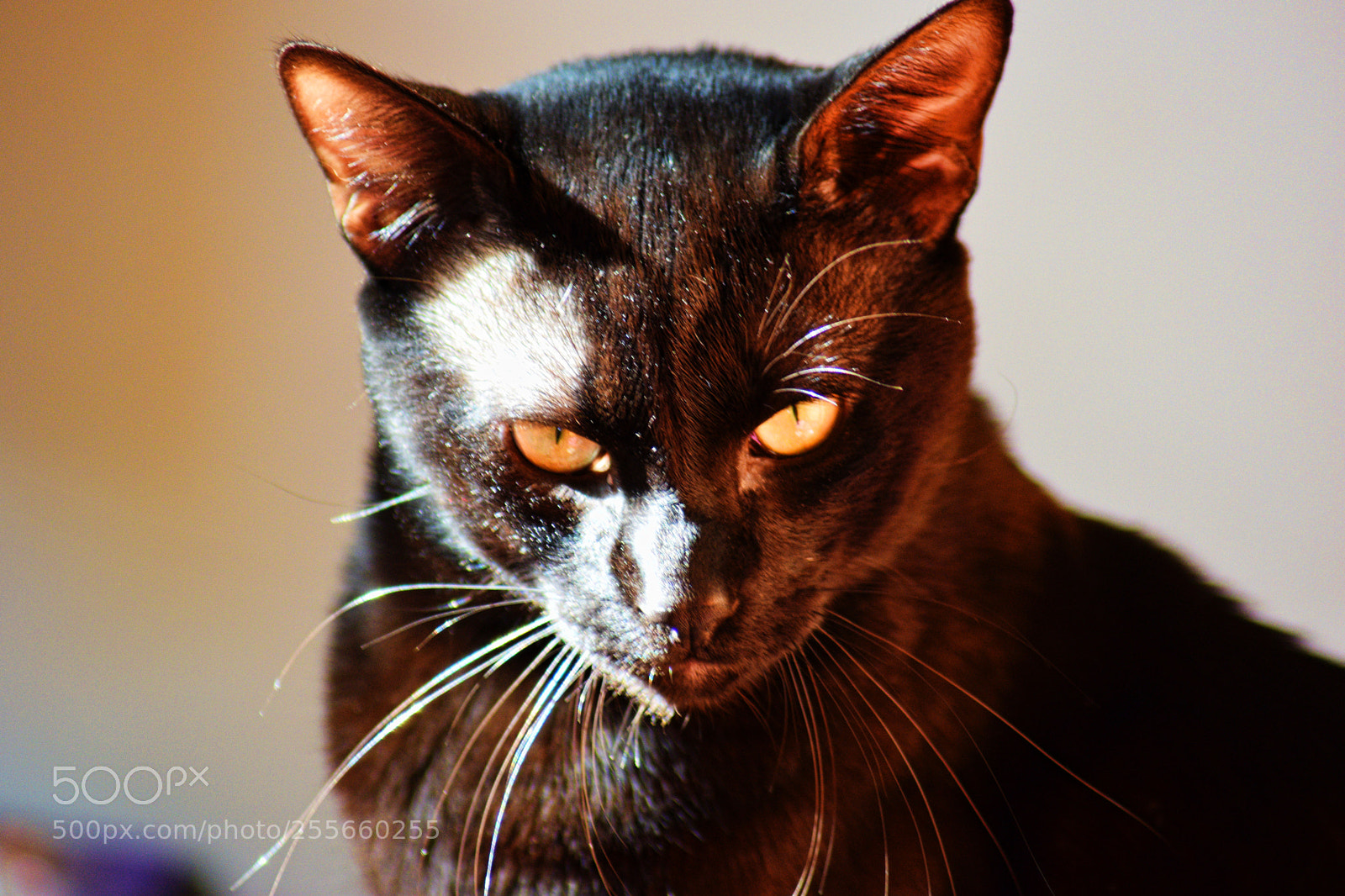 Nikon D3300 sample photo. Black panther (miau) photography