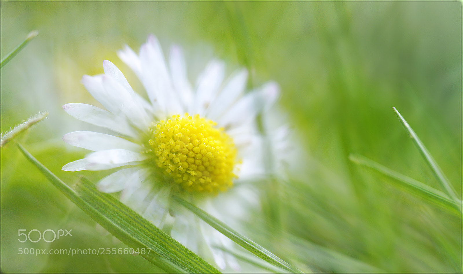 Sony a7R II sample photo. Im gras ... photography