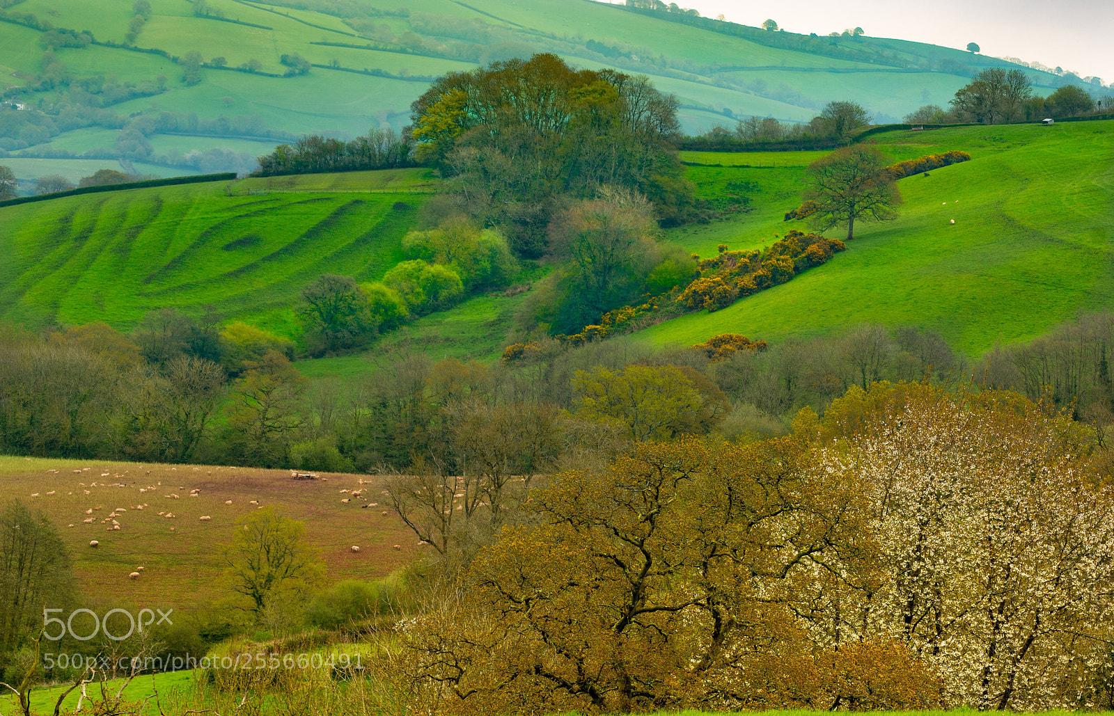 Canon EOS 70D sample photo. Devon spring photography
